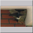 Delichon urbica - Mehlschwalbe 01.jpg